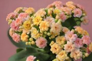 山竹的最佳扦插时间（如何在最适合的季节扦插山竹苗？）
