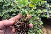 草莓苗种植时间选择（什么时候种草莓苗最好？-草莓种植指南）