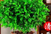 胡椒木（这种植物不仅美观实用，还能净化室内空气，吸附甲醛）