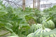 露天种植西瓜的最佳时间（何时种植最有保障？）