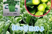 芥蓝种植时间、栽培与管理技术（春季芥蓝种植与管理要点）