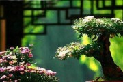 菊花与硫酸亚铁（探寻菊花与硫酸亚铁的关系，揭秘菊花催芽的神奇之处）