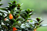 如何正确浇水吊兰？（掌握吊兰浇水时间和方法，让您的植物茁壮成长）