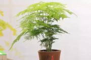 旺财的植物世界（探寻旺财的秘密——从多样性、特点到养护方法）