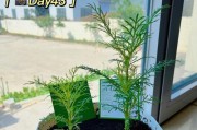 以波斯菊叶子打蔫的救援方法（急救技巧与正确护理让波斯菊恢复生机）
