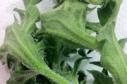 探秘与冰草长相相似的蔬菜（寻找自然之间的相似性）