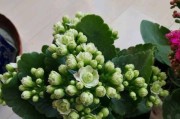 长寿花怎么养才能开花多？（学习四种技巧助力您打造美丽的花园）