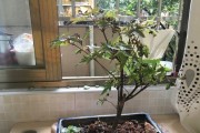 红枫树的养护指南（如何让你的红枫树茁壮成长？）