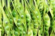 大刀豆的最佳播种时间（掌握这些技巧，增加收成）