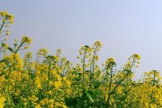 油菜的生长条件和特性（探究油菜的适宜生长条件及其生长特点）