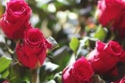 浪漫花语解析——98朵玫瑰花代表什么意思（深刻解读，送花不再迷惑！）