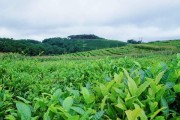 茶叶的最佳肥料（选择正确的肥料，让你的茶叶更具营养）