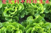 球生菜种植全攻略（从时间、方法到养护，教你打造丰收园）