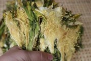 霸王花的药用价值（探寻霸王花的神奇功效）