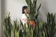 吉祥如意花的养殖技巧（打造繁花似锦的花园，关键是养好吉祥如意花）