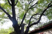 洋槐树与槐树的区别（一文读懂洋槐树和槐树的区别）