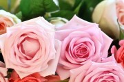 玫瑰花语大揭秘——36朵玫瑰代表什么？（深入了解玫瑰的花语，让你成为花语达人）