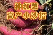 红薯种植时间和方法详解（丰收收成轻松掌握，科学种植红薯）