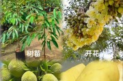 如何种植榴莲核（从榴莲核到盆栽，一步步教你种出美味榴莲）