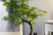 水杉的养殖技巧（让你的水杉繁茂生长，美丽无比！）