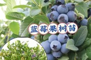 蓝莓树的开花结果时间及管理技巧（掌握蓝莓开花结果的关键，丰收不再难）