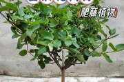 选择最适合的金银花品种来栽培（打造美丽的花园，关键在于选对品种）
