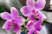 蝴蝶兰花有香味吗？（探究蝴蝶兰花的芳香之谜）
