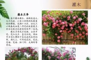 苹果到底是什么植物？（探究苹果植物的类型及生长习性）