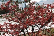 火棘家里养吉利有哪些好处（萌宠陪伴生活点亮幸福）