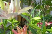 百合花香味的影响（探究百合花香味对人体的影响及防护措施）