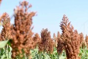 高粱成熟期的种植技巧（科学管理提高收成率）