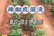 如何科学种植辣椒（辣椒种植时间、方法及注意事项）