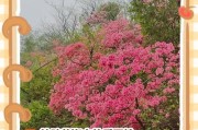 如何浇水给吊起来的花（探索吊养植物的浇水技巧）