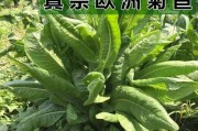 菊苣——一种营养丰富的植物（探究菊苣的生长特点和保健作用）