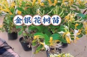 金银花老桩的种植与养护（从选种到病虫害防治，教你如何种出美丽的金银花老桩）