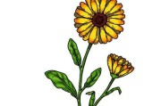 金盏菊（探寻金盏菊的魅力与用途）