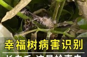 幸福树生长速度及其影响（一年能长多少？如何栽培？和生命有关？）