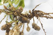 花生是什么植物？（探究花生的分类及生物特性）