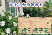 探秘枙子花的花期（枙子花开花时间、特点及应用）