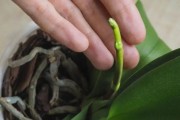 蝴蝶兰的繁殖方法详解（时间、技巧、图解，轻松掌握！）