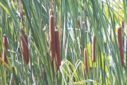 河边生态美化之——植物（探寻河边适合种植的绿色植物，为城市注入新的生机与活力）