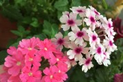 清明菜种子的收集方法（从种子选取到收集储存，一步步教你如何成功收集清明菜种子）