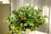 吊兰开花时间及养护技巧（掌握花期爱护吊兰）