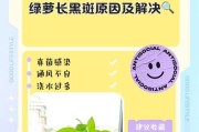 水培绿萝生根后变黑，如何解决？（针对水培绿萝根部变黑的原因和解决方案进行详细解析）