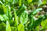 菠菜生长期多长时间？（了解菠菜生长期，轻松成为种菜达人！）