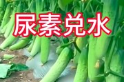 荷兰黄瓜种植指南
