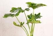 春羽的耐寒性如何？（探究春羽的适应温度范围及其耐受能力）