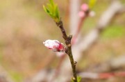 探秘桃花长花苞的奥秘（什么时候，桃花才会绽放？）