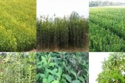 移植桂花树的正确方法（如何成功移植桂花树）