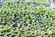 黄瓜种植时间和方法详解（掌握黄瓜种植的时间和方法，丰收更简单）